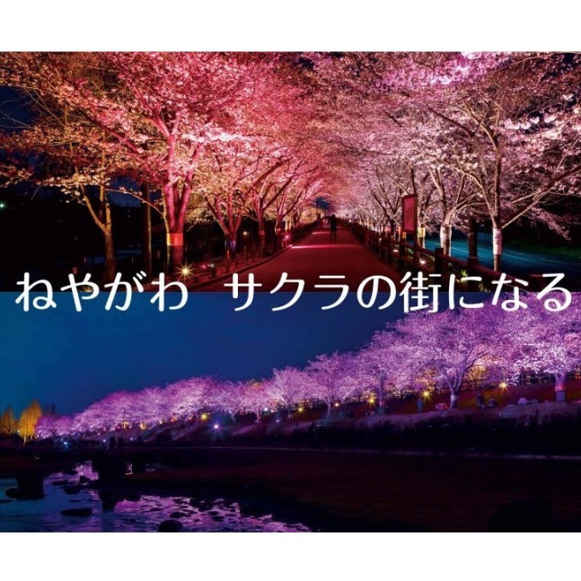 寝屋川市サクラ☆プロジェクト
