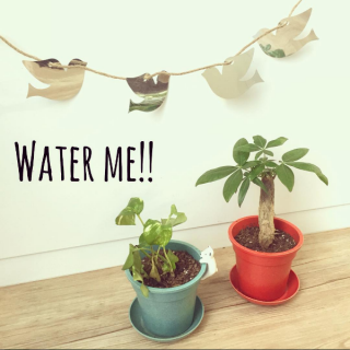 私の癒しを可愛く守る。　★観葉植物　“１００円で暮らしは楽しくなる。“