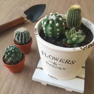 だいじに育ててさぼ〜　#サボテン #カクタス #園芸　“１００円で暮らしは楽しくなる。“