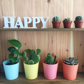 みんな整列ー！　#ミニ観葉多肉植物アソート#サボテン #さぼてん #グリーン　“１００円で暮らしは楽しくなる。“