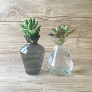 多肉植物で水栽培。　かわいい根っこが生えてきます。　#100均 #雑貨 #グリーン #植物 #花瓶　“１００円で暮らしは楽しくなる。“