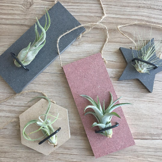 グリーンをお部屋に飾ろう　#100均 #雑貨#園芸 #インテリア #観葉 #植物 #緑 #グリーン #green　“１００円で暮らしは楽しくなる。“