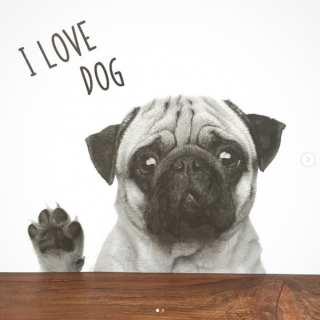 まるで我が家に本物がいるかのようなリアルさ。　#100均 #雑貨#アニマル #動物 #インテリア #装飾 #シール　“１００円で暮らしは楽しくなる。“