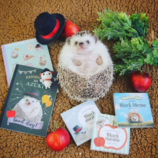 はりねずみのあずき×キャンドゥコラボが、ついに実現しました！　#100均 #100円ショップ #雑貨 #はりねずみ #ハリネズミ #小動物 #文房具　“１００円で暮らしは楽しくなる。“  