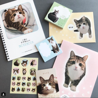 まんまるおめめがキュートな #猫のすずめちゃん @suzume0513 とキャンドゥのコラボが実現しました！　#100均 #100円ショップ #雑貨 #すずめちゃん #猫 #cat #コラボ #キャンドゥコラボ #猫好きな人と繋がりたい #猫部 #猫と暮らす #文房具 #文具　“１００円で暮らしは楽しくなる。“