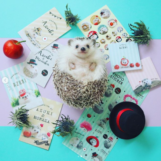 はりねずみのあずき×キャンドゥコラボ商品！待望の第2弾★ 　今回は一部の商品に娘のもなかちゃんも登場！ 　10月31日（水）より順次発売予定。　“１００円で暮らしは楽しくなる。“