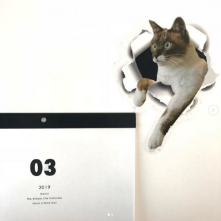 壁から飛び出してきちゃった！　#100均 #100円ショップ#雑貨 #mycando #ネコ #猫 #ステッカー #ウォールステッカー #実写デザイン　“１００円で暮らしは楽しくなる。“