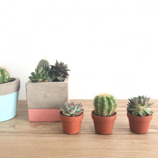 身近なところにほっこりアイテムいかがですか？　#100均 #100円ショップ #雑貨 #mycando #観葉植物 #サボテン #多肉植物 #グリーン #癒し　“１００円で暮らしは楽しくなる。“