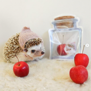 はりねずみ界のスーパースターあずきくんの愛娘「もなかちゃん」とのコラボ商品が発売決定！　#100均 #100円ショップ #雑貨 #mycando #ハリネズミ #はりねずみ #小動物 #コラボ　“１００円で暮らしは楽しくなる。“